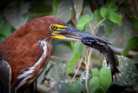 Refuscent Tiger Heron