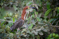 Refuscent Tiger Heron