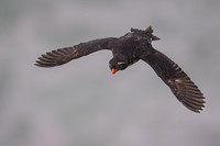 Parakeet Auklet