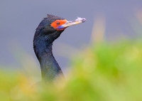 Red Faced Cormorant