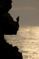 Red Faced Cormorant