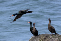 Red Faced Cormorant