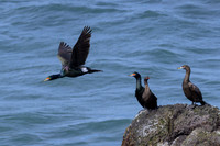 Red Faced Cormorant