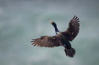 Red Faced Cormorant