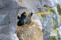 Red Faced Cormorant