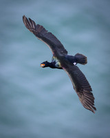 Red Faced Cormorant