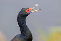 Red Faced Cormorant
