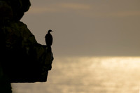 Red Faced Cormorant