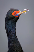 Red Faced Cormorant