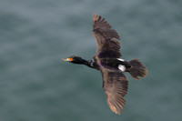 Red Faced Cormorant