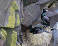 Red Faced Cormorant