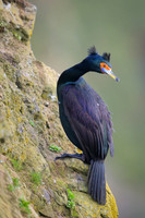 Red Faced Cormorant