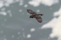 Parakeet Auklet