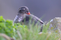 Parakeet Auklet