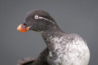 Parakeet Auklet