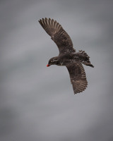 Parakeet Auklet