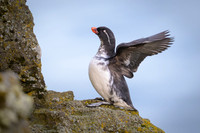 Parakeet Auklet
