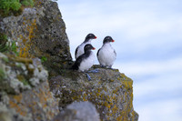 Parakeet Auklet