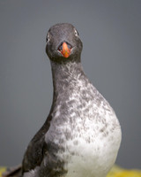 Parakeet Auklet