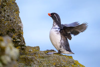 Parakeet Auklet