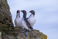 Parakeet Auklet