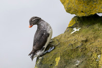 Parakeet Auklet