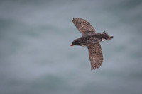 Parakeet Auklet