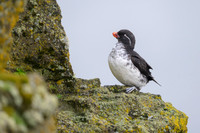 Parakeet Auklet