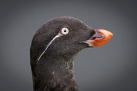 Parakeet Auklet