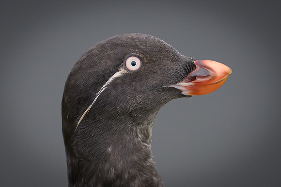 Parakeet Auklet