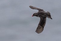 Parakeet Auklet