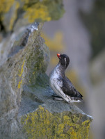 Parakeet Auklet
