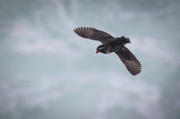 Parakeet Auklet