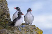 Parakeet Auklet