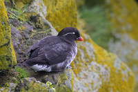 Parakeet Auklet