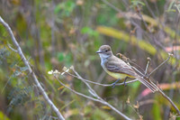 Short-crested Flycatcher