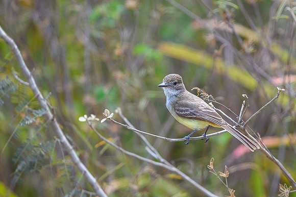 Short-crested Flycatcher