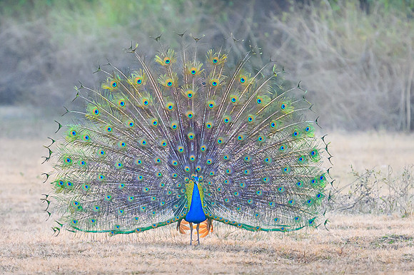 Peacock