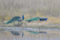 Peacock