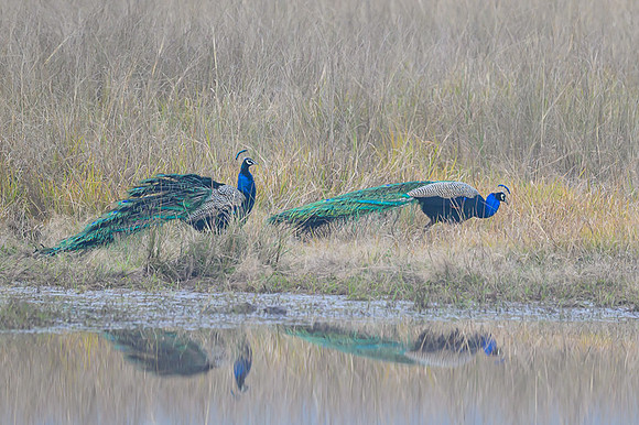 Peacock