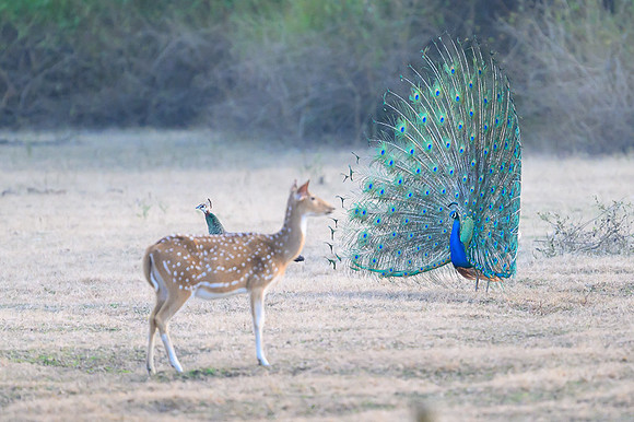 Peacock