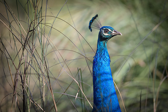 Peacock