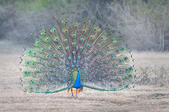 Peacock