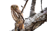 Pygmy Owl