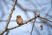 Pygmy Owl