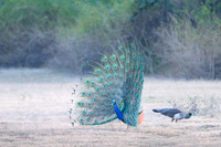 Peacock