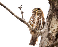 Pygmy Owl