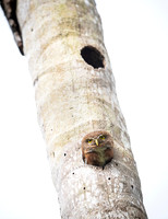 Pygmy Owl
