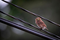 Pygmy Owl