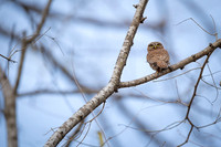 Pygmy Owl